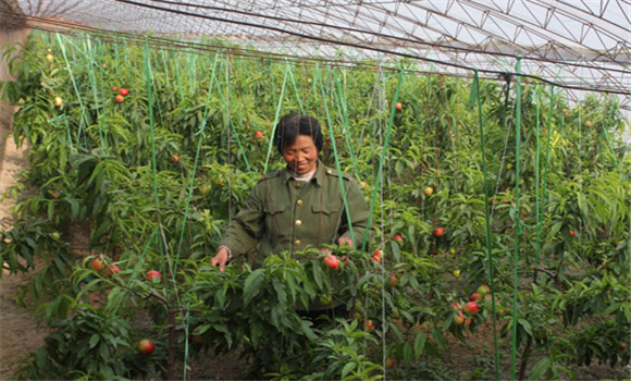 油桃種植技術(shù)