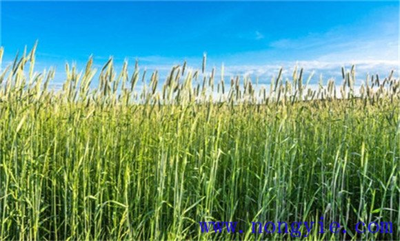 燕麥的種植與管理技術要點