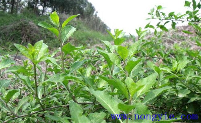 大棚菜用枸杞的栽培方式