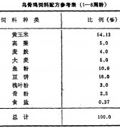 怎樣飼養(yǎng)商品烏骨雞？