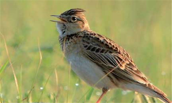 百靈鳥為什么能鳴叫