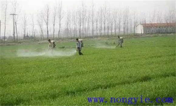 春季麥田化學(xué)除草的四個注意事項