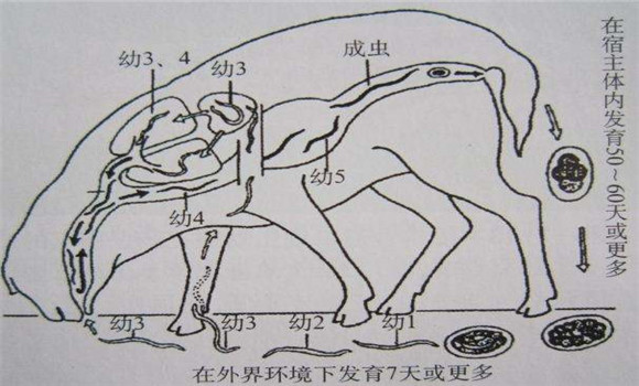 羊的肺線蟲(chóng)病