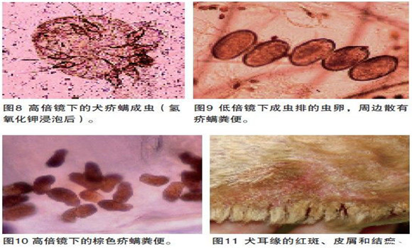 犬疥螨病癥狀