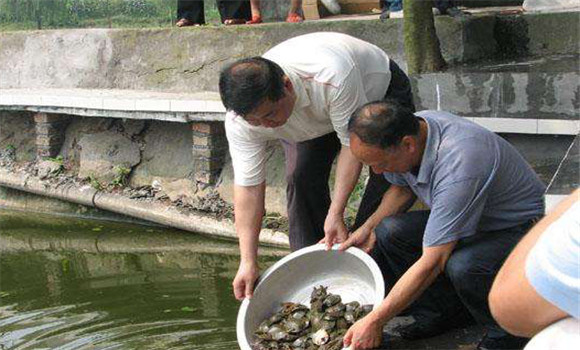 魚鱉混養(yǎng)技術(shù)