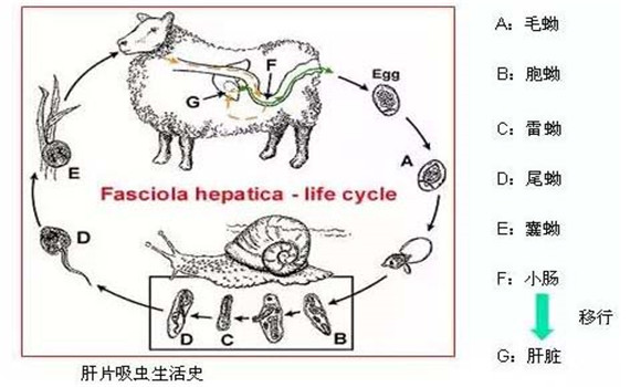 羊肝片吸蟲病傳染嗎？