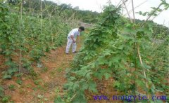 種植葛根如何管理？葛根田間管理技術(shù)要點