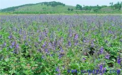 種植黃芩怎么管理？黃芩田間管理的主要內(nèi)容