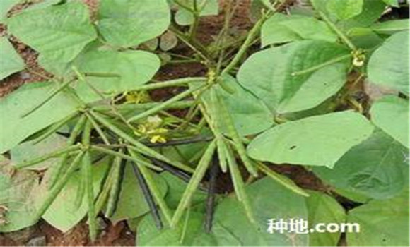 綠豆怎么種植能高產(chǎn)？