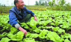 榨菜種植時間及榨菜種植技術(shù)要點(diǎn)