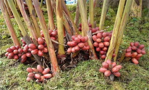 草果種植技術(shù)與管理要點