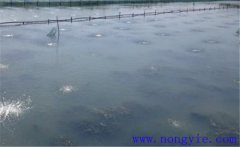 怎樣為魚塘增加氧氣，給魚塘增氧有幾種方法？