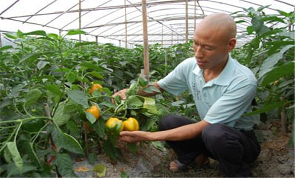 甜椒定植管理技術(shù)