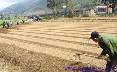 種植薄荷如何選地整地？薄荷種植管理技術(shù)要點