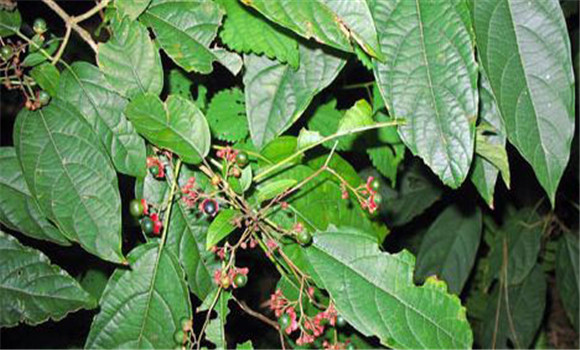 大青葉種植管理技術(shù)要點