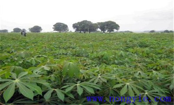 木薯種植技術(shù)與主要栽培步驟