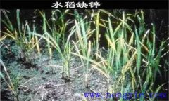 水稻缺鋅會(huì)導(dǎo)致僵苗，水稻缺鋅怎么辦？