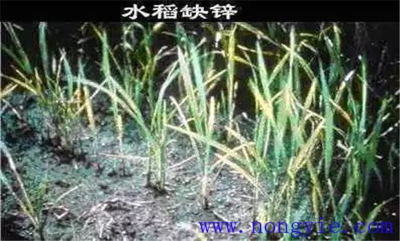 水稻缺鋅會(huì)導(dǎo)致僵苗，水稻缺鋅怎么辦