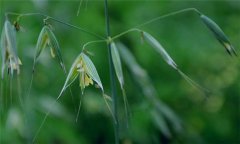 燕麥種植時間，燕麥什么時間種植