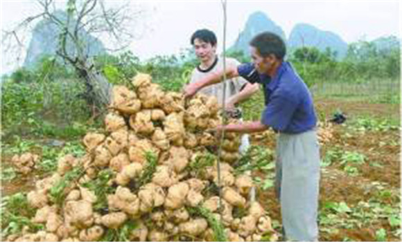 豆薯如何種植，豆薯種植與栽培技術(shù)