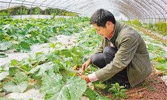 蜜本南瓜種植技術要點 蜜本南瓜的定植密度