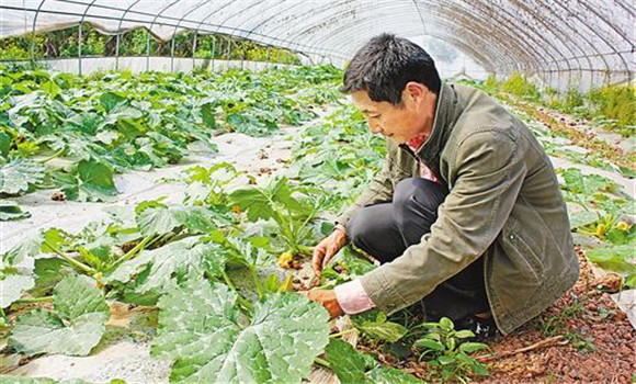 蜜本南瓜種植技術(shù)