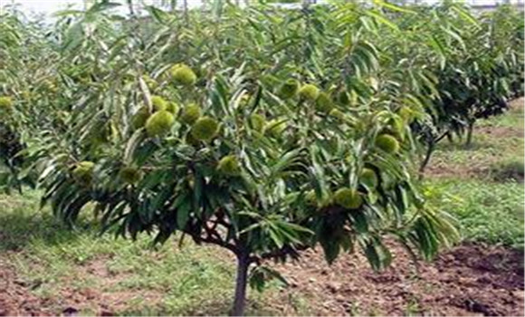 板栗樹如何種植的五大技術要點