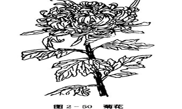 菊花的栽培技術(shù)要點(diǎn)