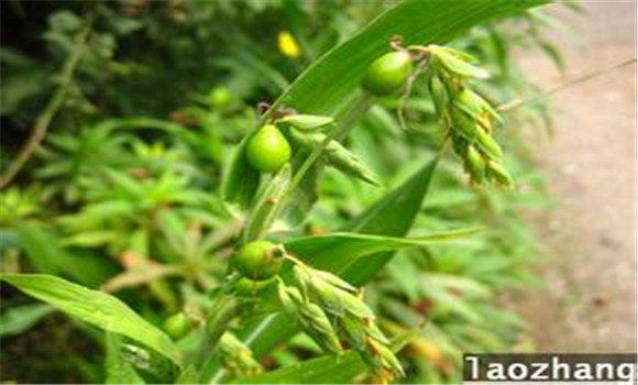 薏苡種植技術(shù)與方法