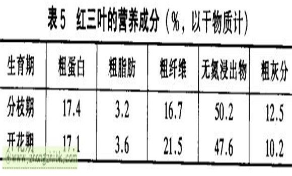 紅三葉草的功效 紅三葉經(jīng)濟(jì)價(jià)值及功效