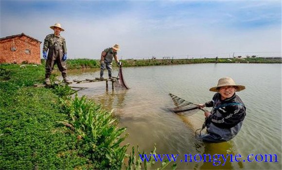 魚(yú)苗拉網(wǎng)鍛煉的方法