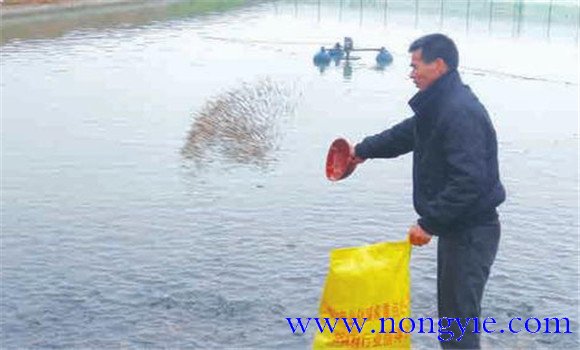 越冬期羅非魚如何合理投飼