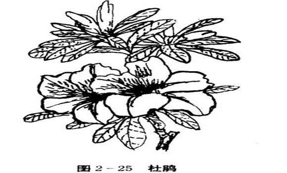 怎樣養(yǎng)杜鵑花，杜鵑花怎么養(yǎng)