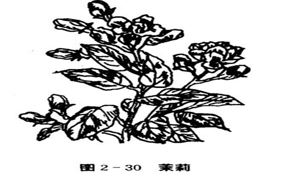 茉莉花種植技術(shù)，如何種植茉莉花