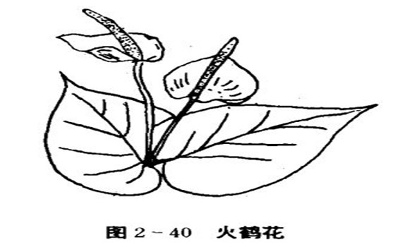 火鶴花怎么養(yǎng)，怎么養(yǎng)火鶴花效果好