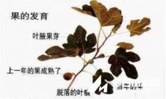 盆栽無花果怎么修剪 什么時候修剪