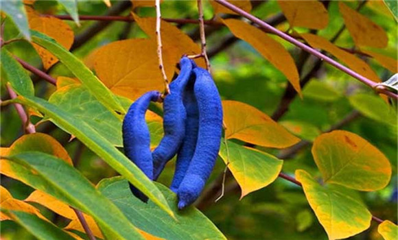 貓屎瓜種植技術(shù)