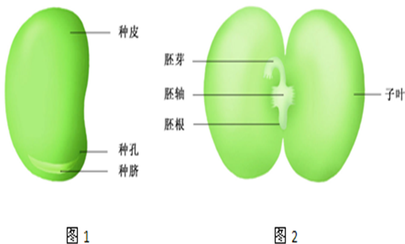 蠶豆種子結(jié)構(gòu)