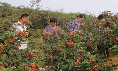 花椒種植技術及管理方法