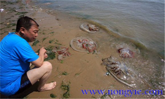 海蜇能蜇死人嗎？