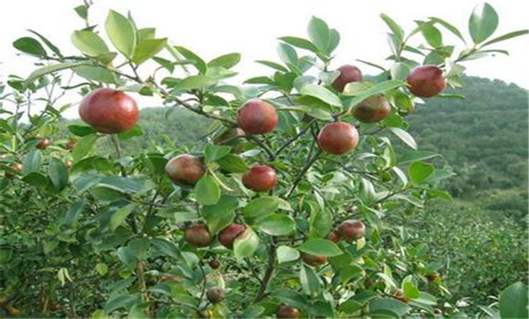 油茶豐產栽培與種植方法