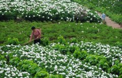 白芍種植技術(shù)、方法與主要步驟