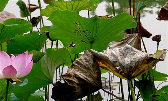 種植湘蓮要注意