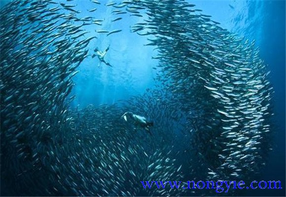 沙丁魚(yú)吃什么食物