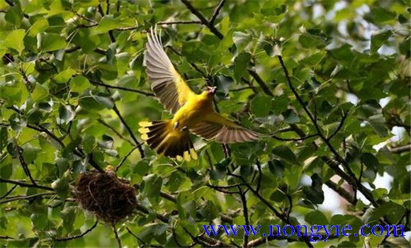 黃鸝鳥(niǎo)的人工飼養(yǎng)