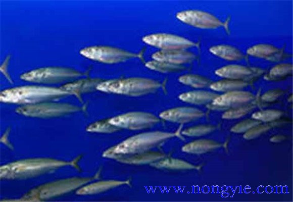 沙丁魚(yú)和金槍魚(yú)的科屬區(qū)別