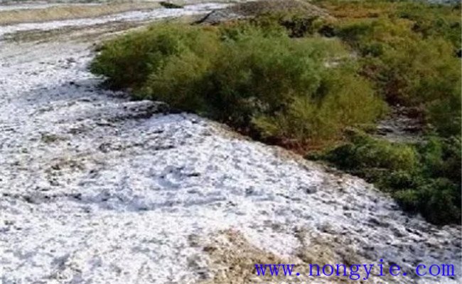 土地鹽漬化和土地鹽堿化的區(qū)別