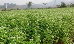 蕎麥種植時間的選擇與種植技術(shù)要點