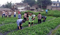 茉莉花的養(yǎng)殖方法簡介，怎樣培育茉莉花