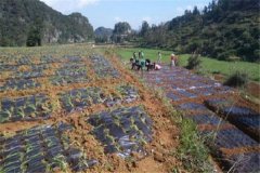 細香蔥種植技術要點：關鍵在于施肥